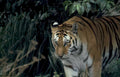 bengal tiger jungle 3 Vintage A4 Photo Print