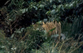 bengal tiger jungle 4 Vintage A4 Photo Print