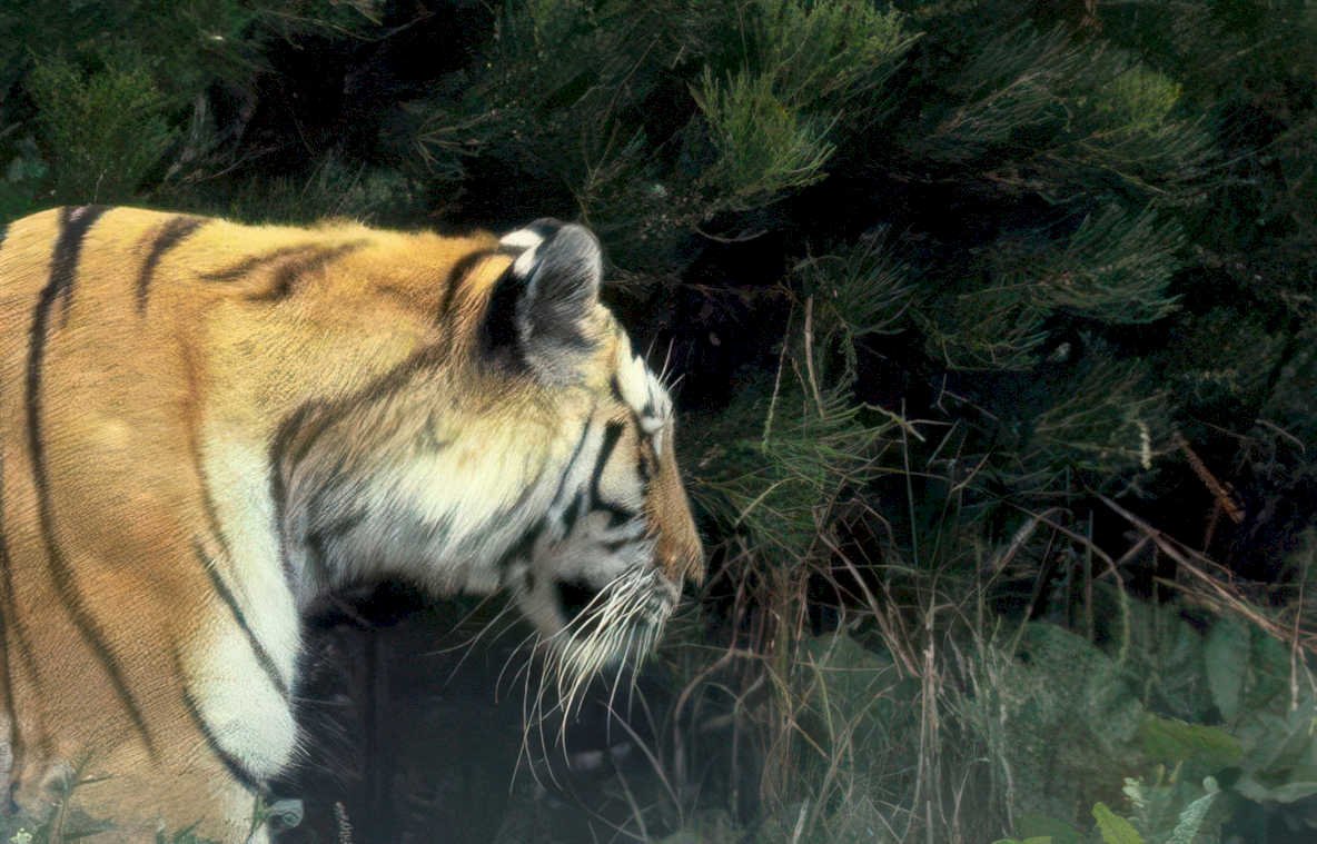 bengal tiger portrait 3 Vintage A4 Photo Print