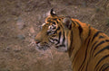 bengal tiger side 1980s 1990s A4 Photo Print