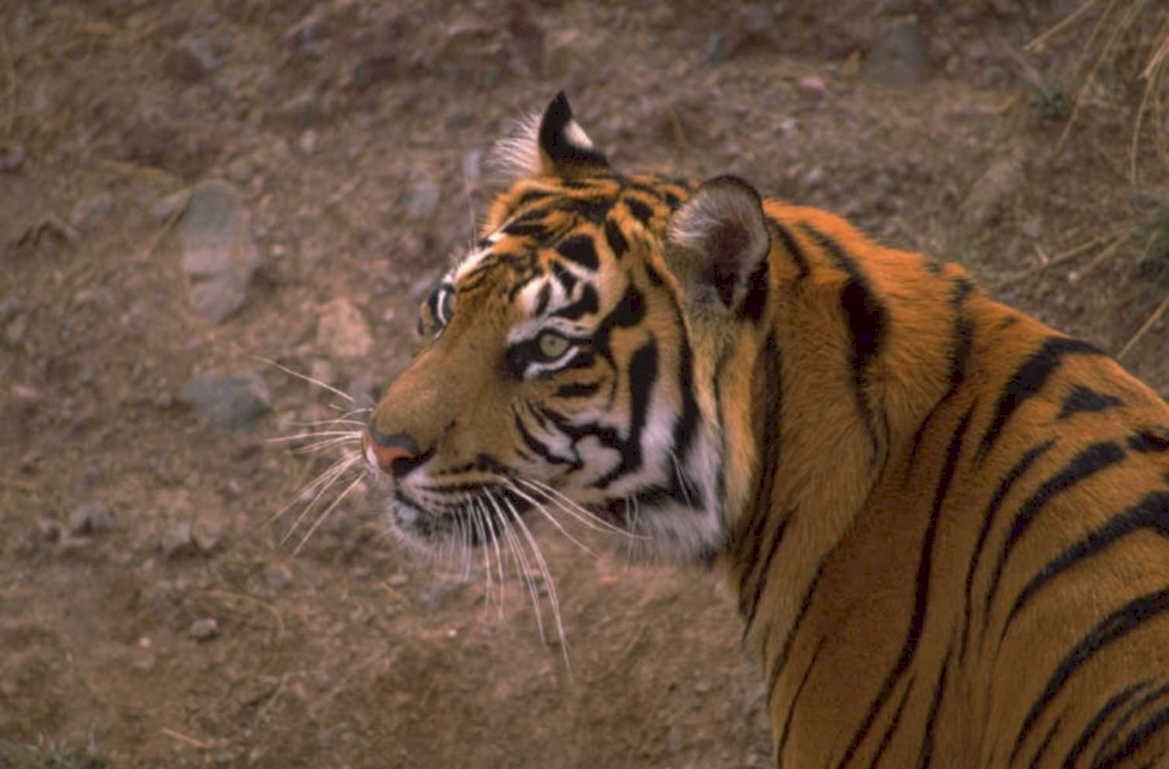 bengal tiger side 1980s 1990s A4 Photo Print