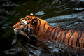 bengal tiger swim1980s 1990s A4 Photo Print