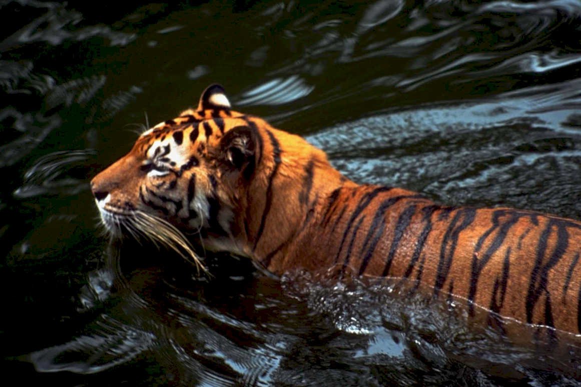 bengal tiger swim1980s 1990s A4 Photo Print