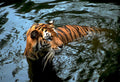 bengal tiger water1980s 1990s A4 Photo Print