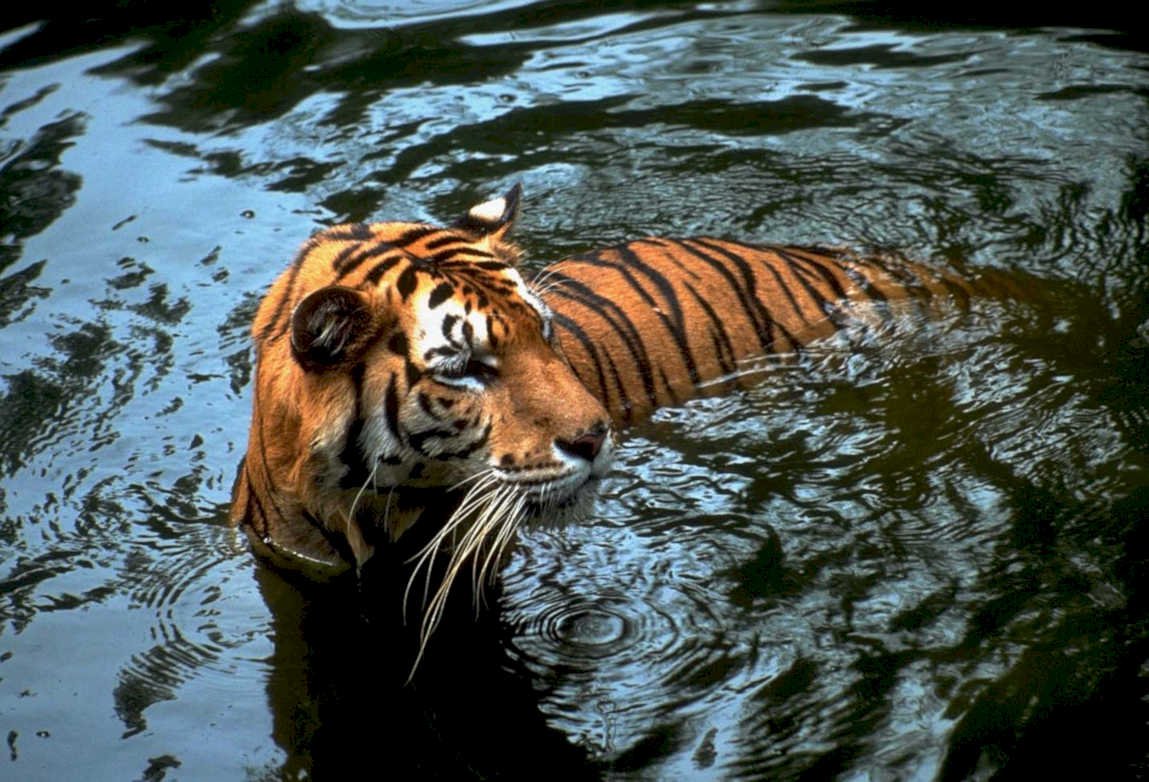 bengal tiger water1980s 1990s A4 Photo Print