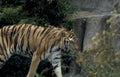 bengal tiger zoo 1 Vintage A4 Photo Print
