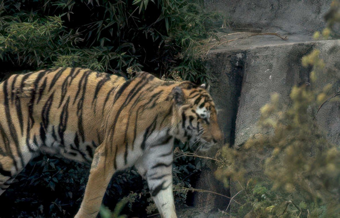 bengal tiger zoo 1 Vintage A4 Photo Print