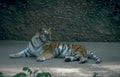 bengal tiger zoo 2 Vintage A4 Photo Print