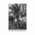 benin palm nut harvest e c haag 41 benin la recolte des noix de palme ed e c haag 41 Vintage A4 Photo Print