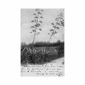 bermuda cactus in bloom j h bradley co 66 Vintage A4 Photo Print