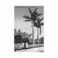 bermuda stately royal palms the herrington co 60 Vintage A4 Photo Print