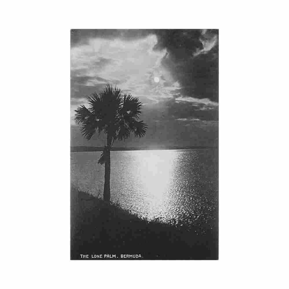 bermuda the lone palm phoenix drug co Vintage A4 Photo Print