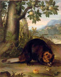 bernaerts a beaver Art A4 Photo Print