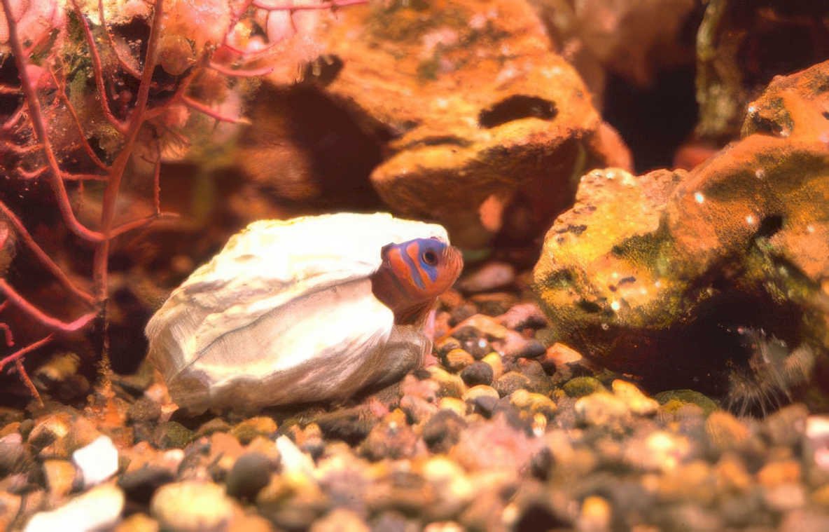 betta fish tank Vintage A4 Photo Print