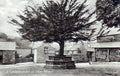 bidecombe tree wellVintage 1880s 1900s A4 Photo Print