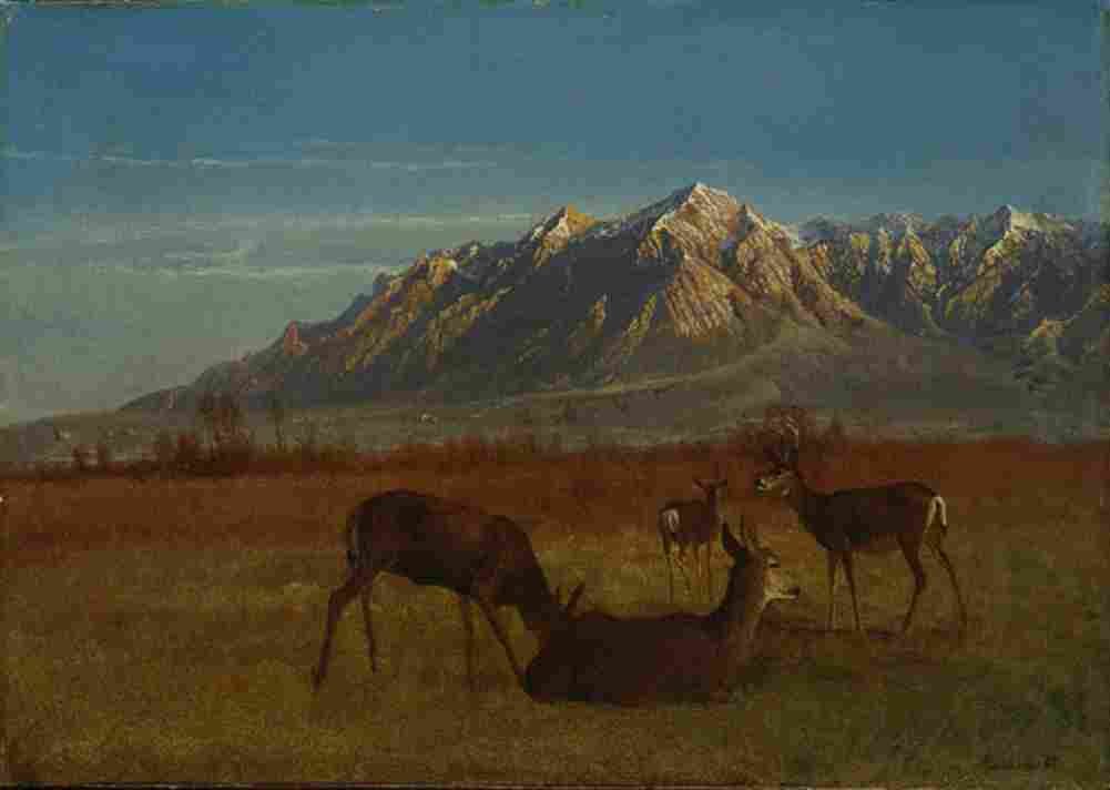 bierstadt deer in mountain home Art A4 Photo Print
