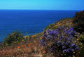 big sur wildflowers1980s 1990s A4 Photo Print