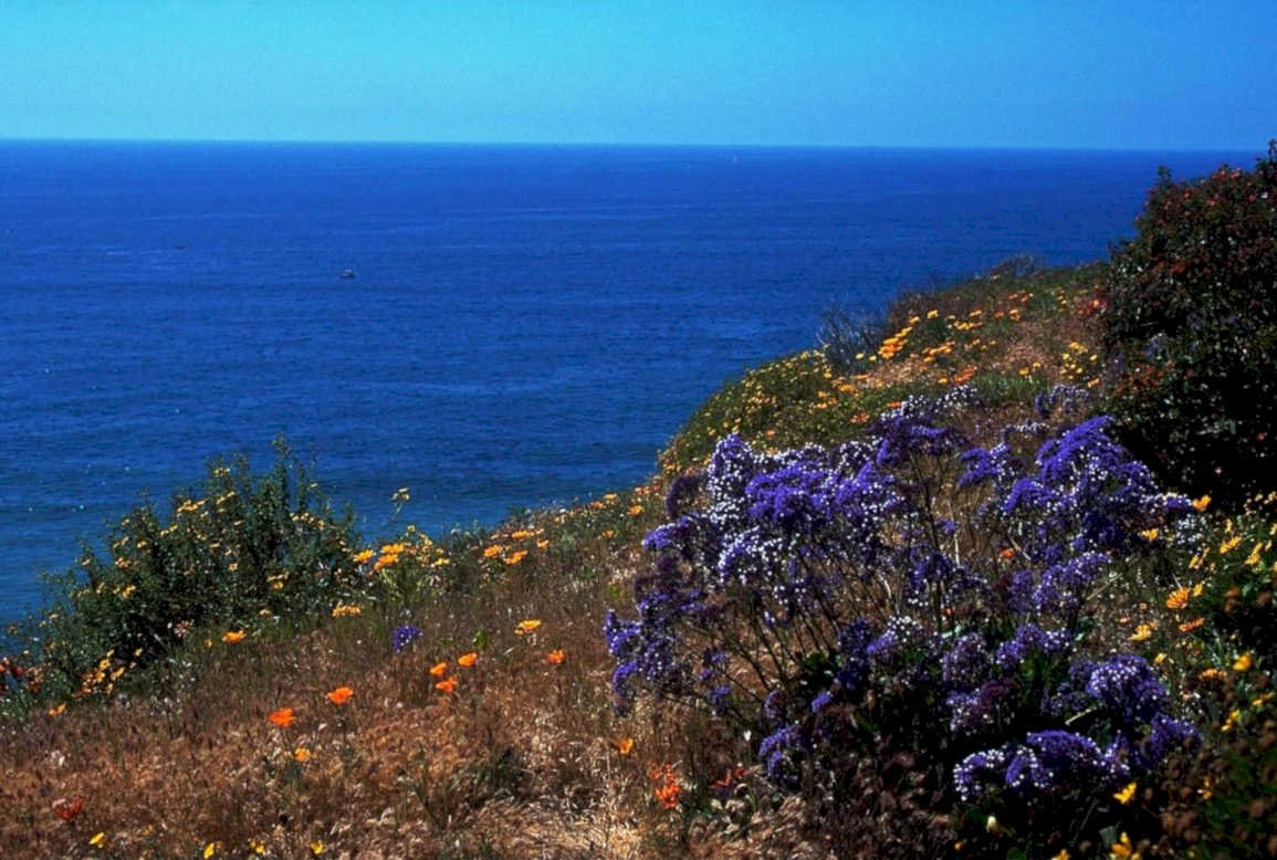 big sur wildflowers1980s 1990s A4 Photo Print