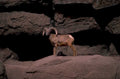 bighorn sheep cave 1980s 1990s A4 Photo Print