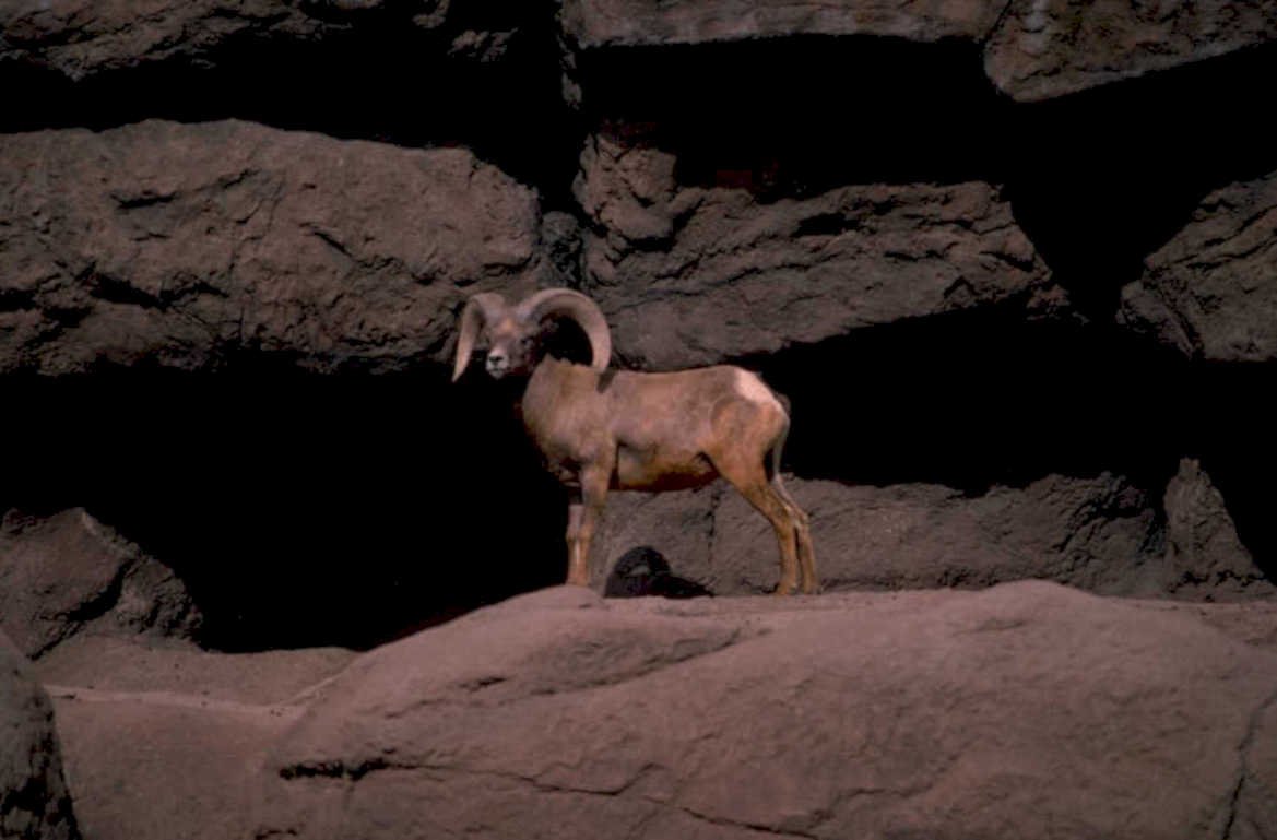 bighorn sheep cave 1980s 1990s A4 Photo Print