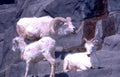 bighorn sheep herd Vintage A4 Photo Print