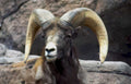 bighorn sheep horns Vintage A4 Photo Print