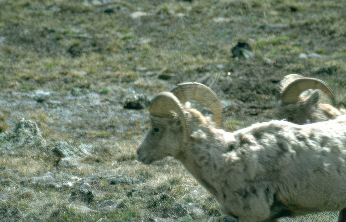 bighorn sheep montana Vintage A4 Photo Print