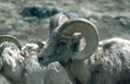bighorn sheep portrait GIGA 2