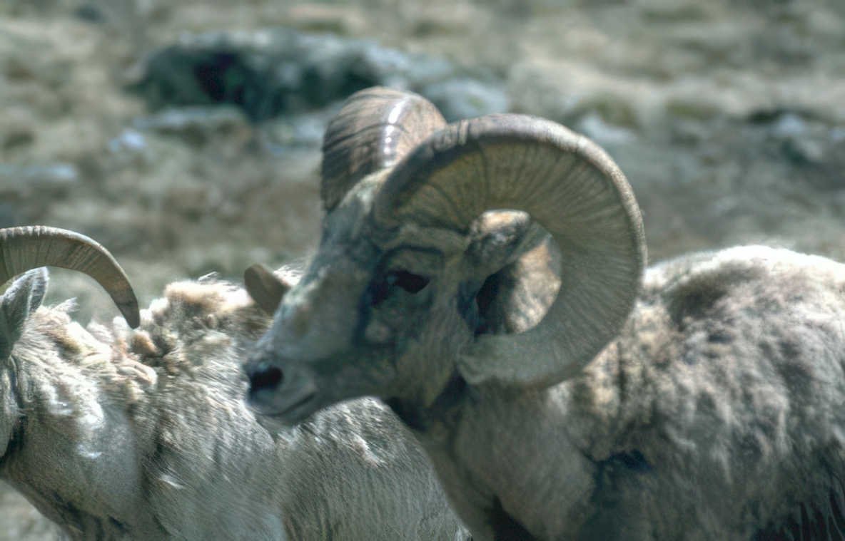 bighorn sheep portrait GIGA 2