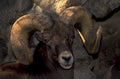 bighorn sheep rocks 1980s 1990s A4 Photo Print