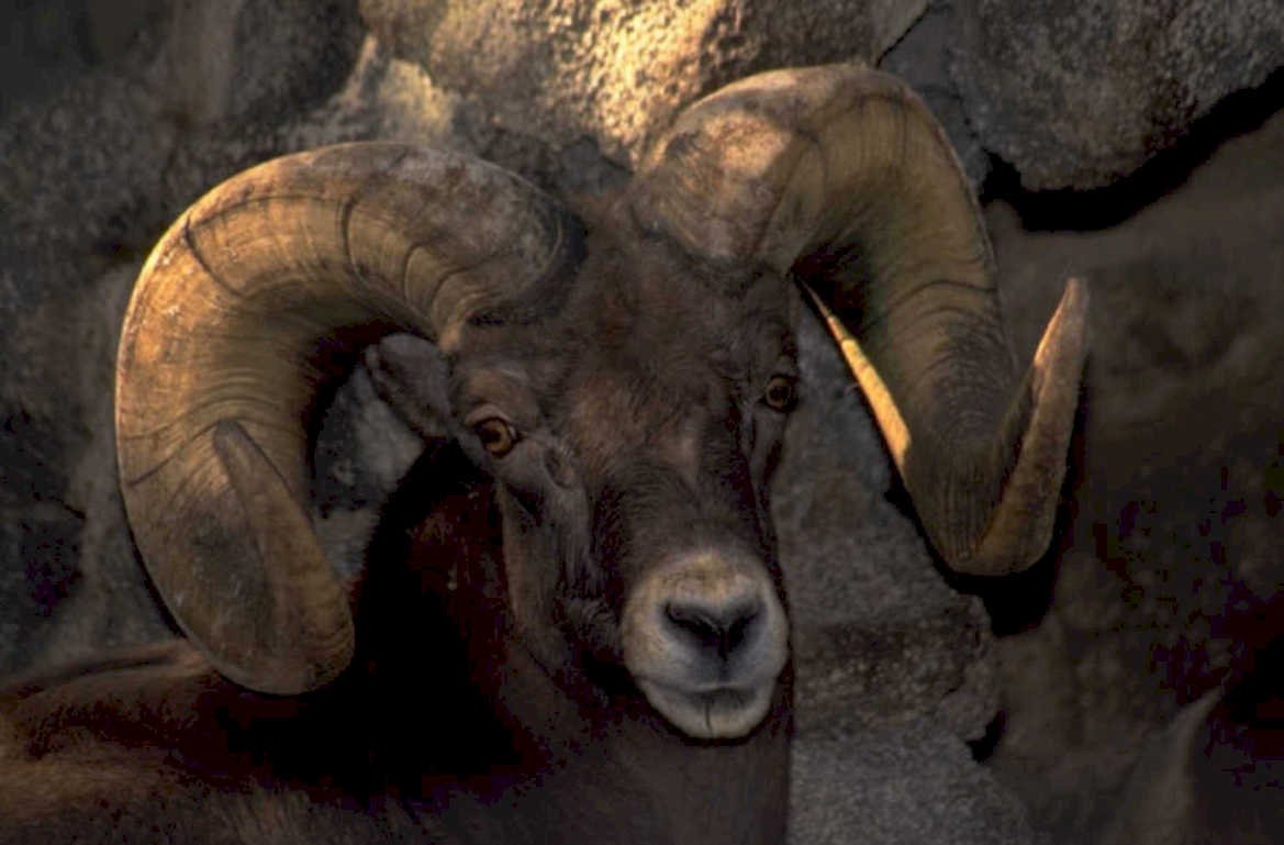 bighorn sheep rocks 1980s 1990s A4 Photo Print