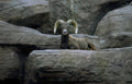 bighorn sheep rocks 2 Vintage A4 Photo Print