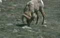 bighorn sheep rocks Vintage A4 Photo Print