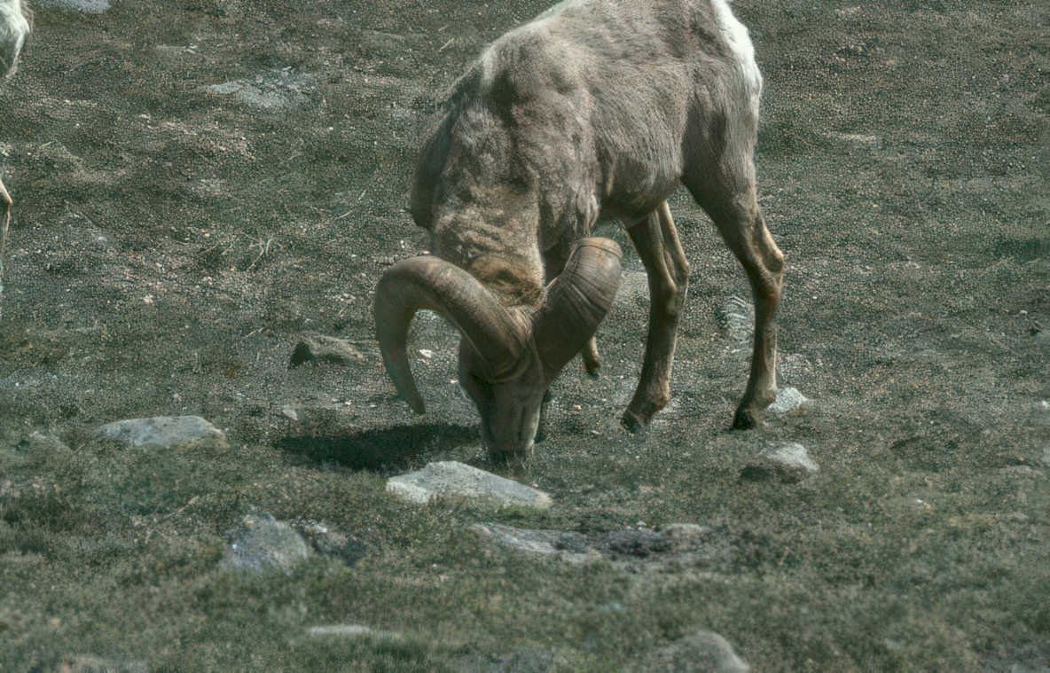 bighorn sheep rocks Vintage A4 Photo Print