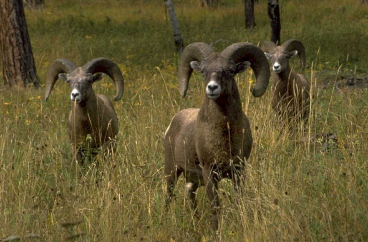 bighorn sheep yellowstone 1980s 1990s A4 Photo Print