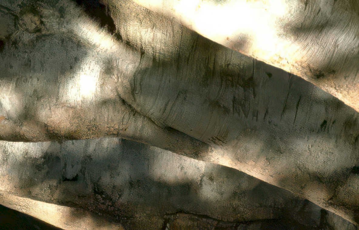 birch bark detail Vintage A4 Photo Print