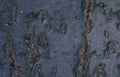 birch bark lenticels Vintage A4 Photo Print