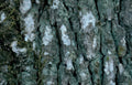 birch bark moss Vintage A4 Photo Print