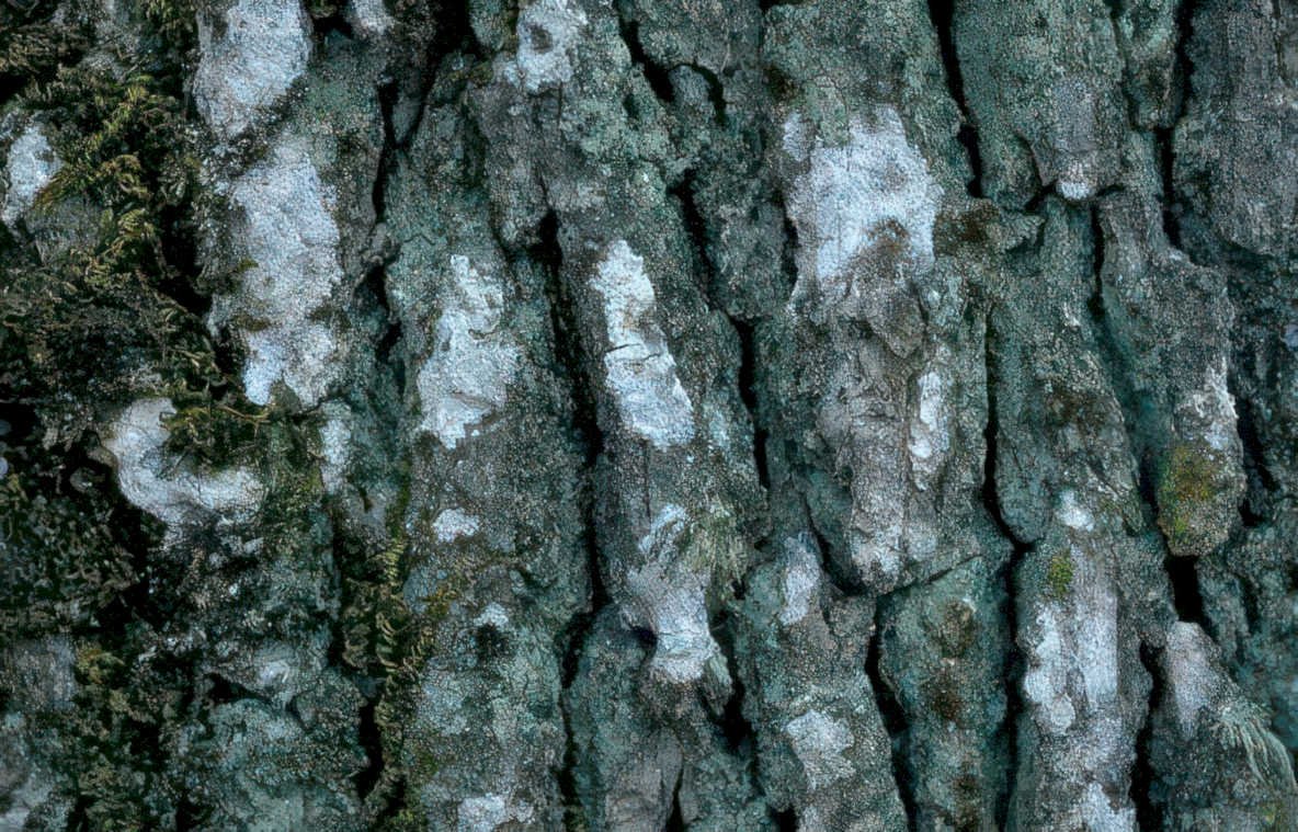 birch bark moss Vintage A4 Photo Print