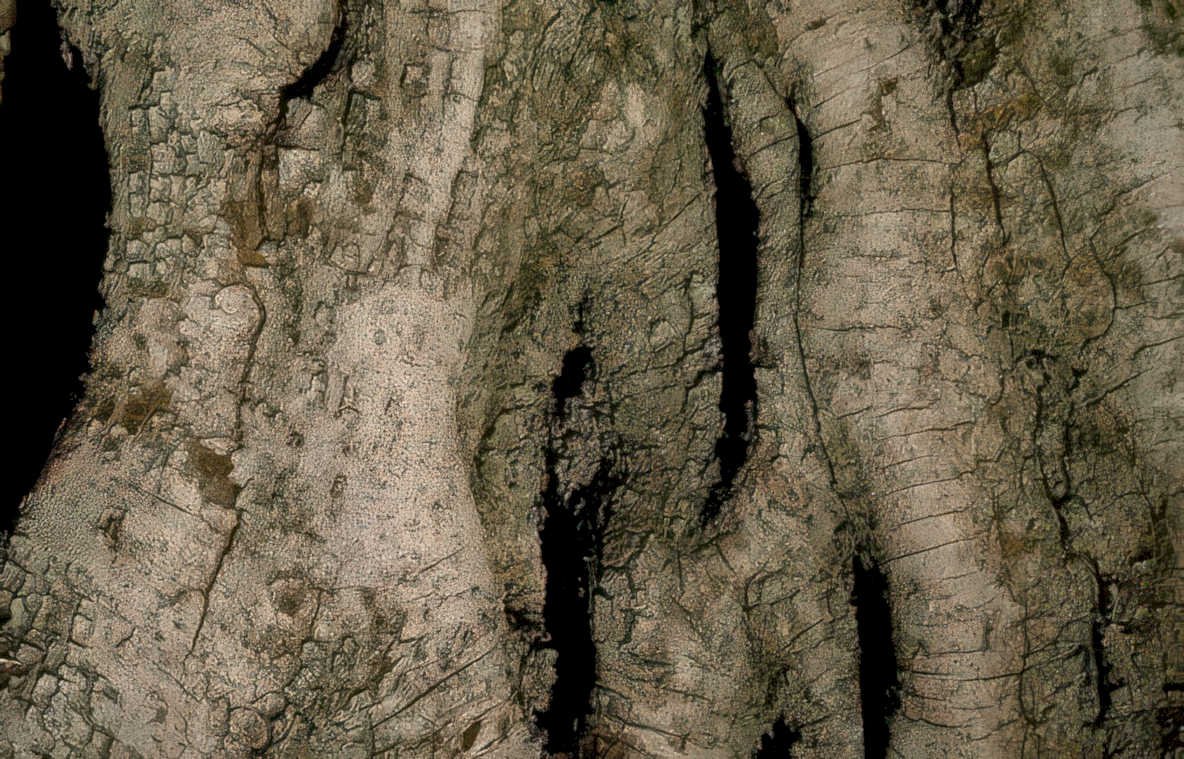 birch bark ridges Vintage A4 Photo Print