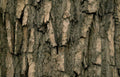 birch bark texture GIGA 2