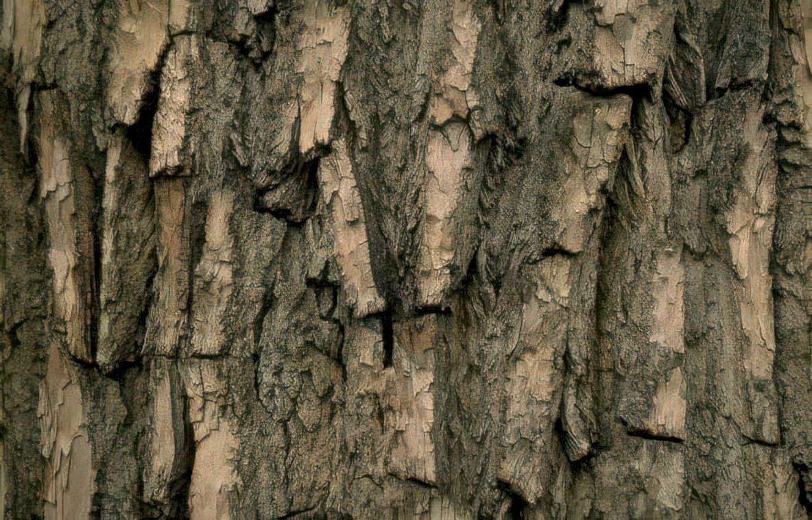 birch bark texture GIGA 2