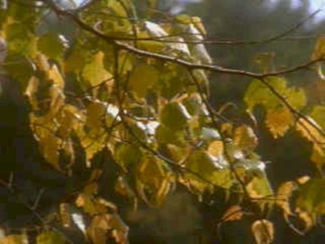 birch fall leaves1980s 1990s A4 Photo Print