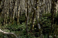 birch grove forest 1980s 1990s A4 Photo Print