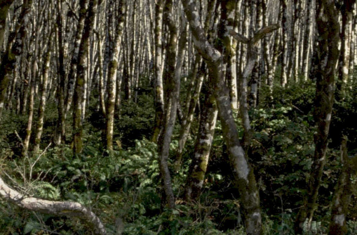 birch grove forest 1980s 1990s A4 Photo Print