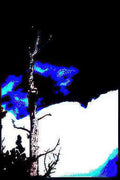 birch winter sky Vintage A4 Photo Print