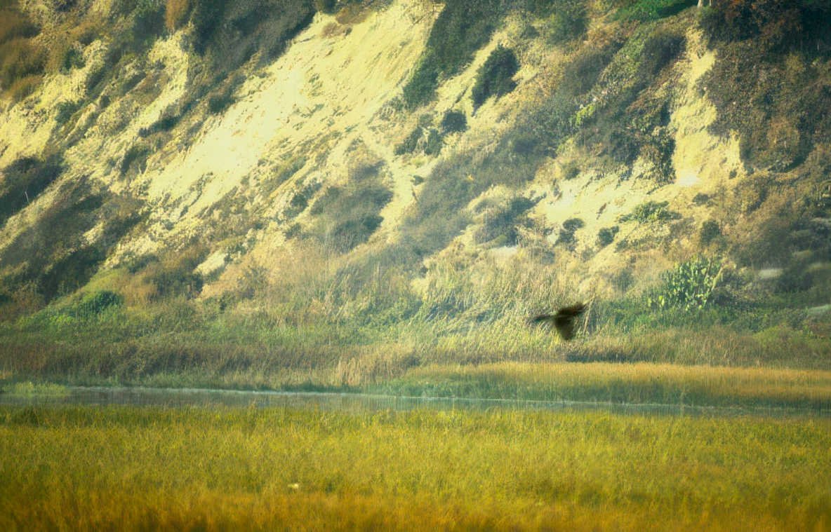 bird dune flight Vintage A4 Photo Print