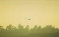 bird flight everglades Vintage A4 Photo Print