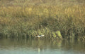 bird flight marsh Vintage A4 Photo Print