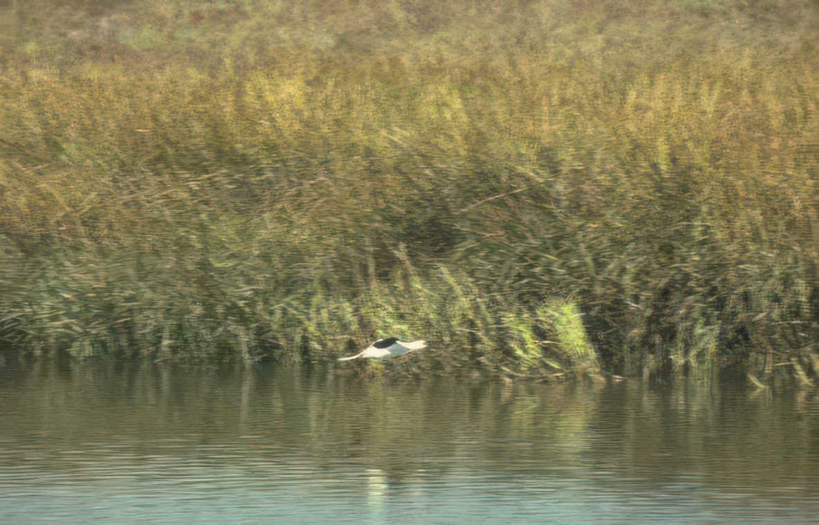 bird flight marsh Vintage A4 Photo Print